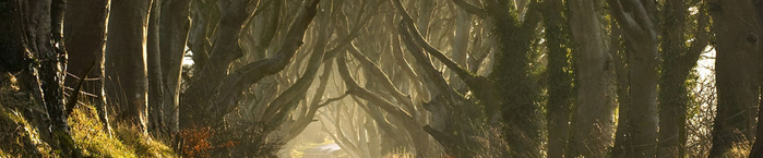 Mini-Coach Executive Travel & Tours